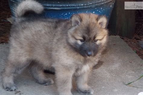 Wolf hybrid puppies for adoption. Wolf Hybrid puppy for sale near Richmond, Virginia | 58e9d7c6-1b61