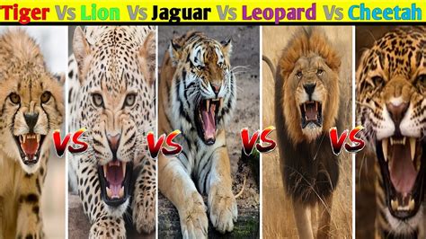 Tiger Vs Lion Vs Jaguar Vs Leopard Vs Cheetah 5 Big Cats Comparison Part 1 Youtube