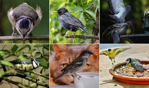 Attract Birds To Garden Uk Guide With Food Most Enticing Bird Barn