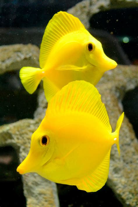 Live Beginner Saltwater Fish 3 Yellow Tang Peaceful