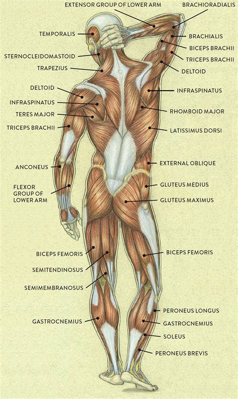 Human Anatomy Muscles Muscles Of The Body Brilnt