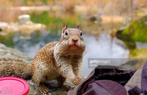 california ground squirrel caught in the act otospermophilus news photo getty images
