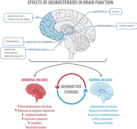 Figure 4 From Steroid Hormones And Their Action In Womens Brains The