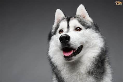 Siberian Husky Dog Breed Facts Highlights And Buying