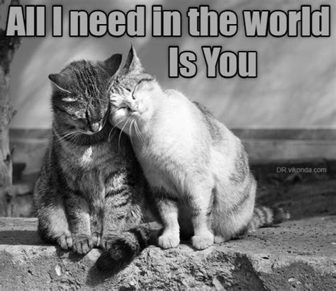 happy valentine s day cats funny cat memes i love cats