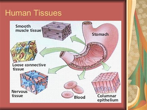 Four Main Tissues Of The Body The Four Major Tissue Types