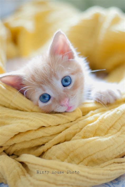Gorgeous Colour Kittens And Puppies Cute Cats And Kittens Kittens