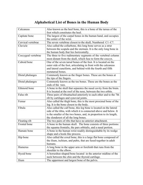 Alphabetical List Of Bones In The Human Body