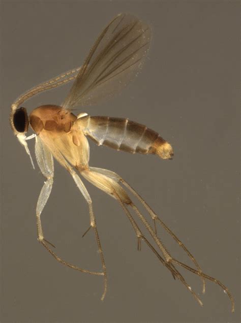 Researchers Discovered Fungus Gnat Paradise In Peruvian Amazonia