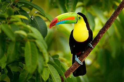 The Most Colorful Birds From Around The World