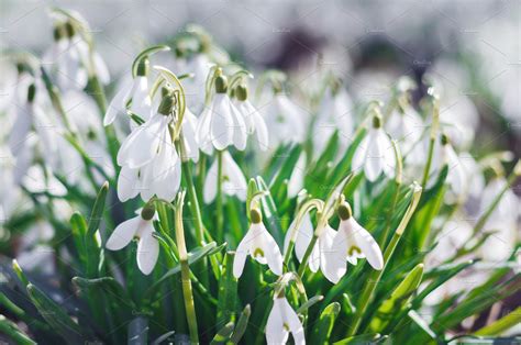 Spring Snowdrop Flowers High Quality Nature Stock Photos ~ Creative