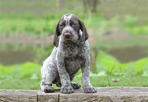 New and used items, cars, real estate, jobs, services, vacation rentals and more virtually anywhere in canada. German shorthaired pointer lab mix puppies for sale mn ...