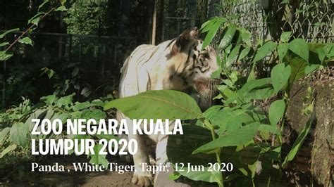 Zoo Negara National Zoo Kuala Lumpur 2020 Youtube