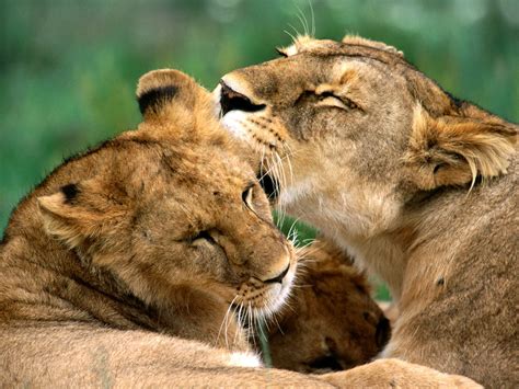 Beautiful African Animals Safaris The African Beautiful Lion King