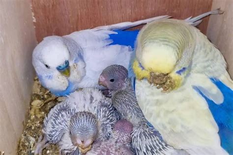 Signs Of Pregnant Budgie And Budgies Egg Laying Signs