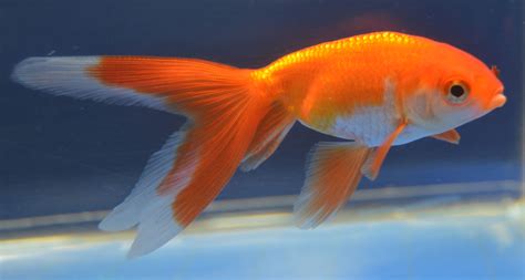Shukin Goldfish From Rain Garden