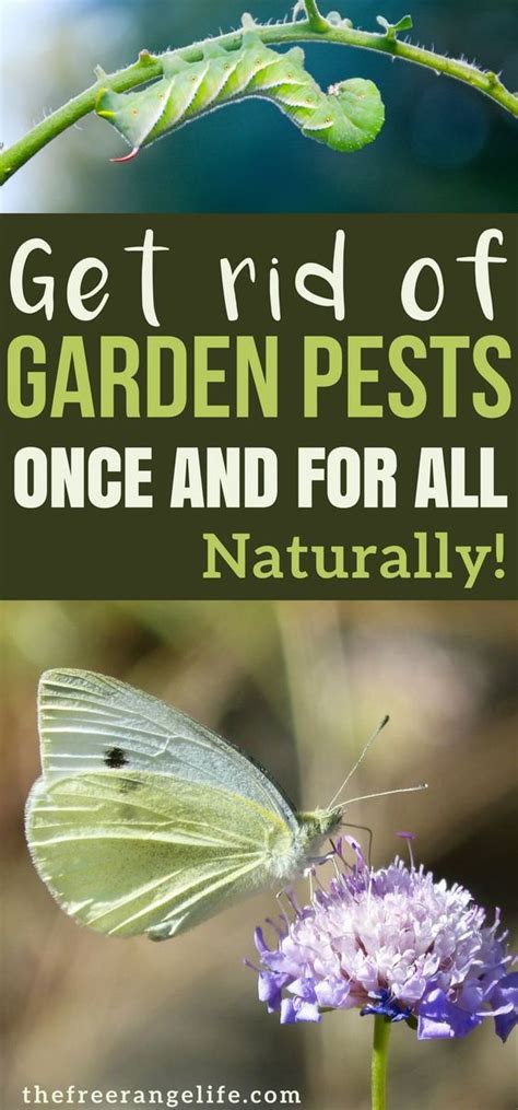 How To Get Rid Of Common Bugs On Your Plants Naturally Garden Pest
