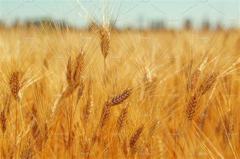 Beautiful Ripe Harvest Gold Spikelets Wheat Field ~ Nature Photos