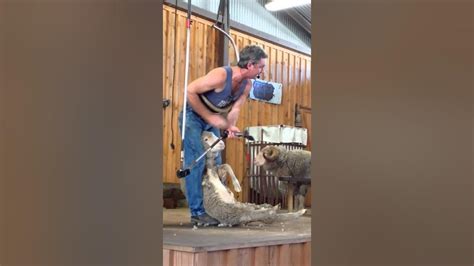 Sheep Shearing Show In Paradise Countrygold Coast Youtube