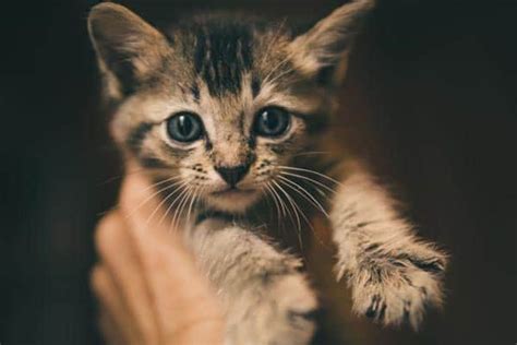 Top 20 Kitten Facts Birth Behavior Development And More