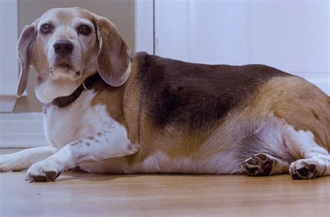 This Obese Beagle Will Do Anything For Biltong Huffpost Uk News