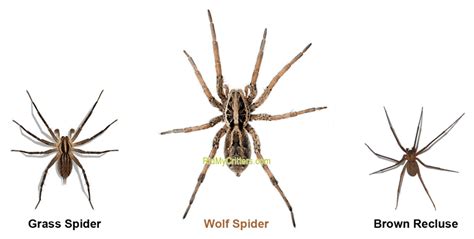 How To Get Rid Of Wolf Spiders And Prevent Future Invasions 6 Methods