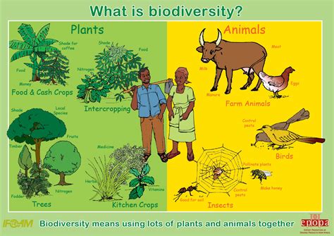 What On Earth Is Biodiversity Sustainable Education