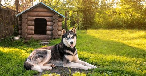 Wenn sich fremde hunde im eigenen garten erleichtern, kommt es oft zu ärger unter nachbarn. Hund draußen halten - oder doch lieber im Haus? | Rinti