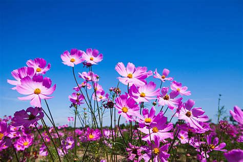 Royalty Free Purple Cosmos Flower In The Garden Pictures Images And