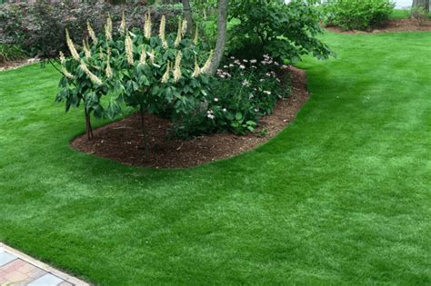 Your Ultimate Zoysia Grass Guide Become A Lawn Care Master