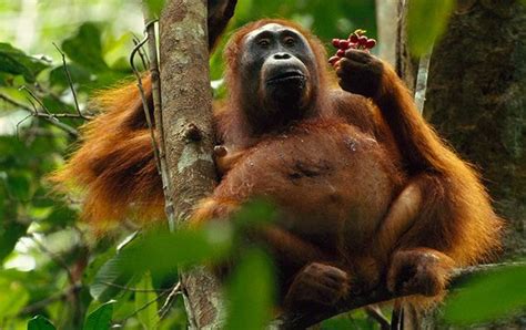 10 Orangutan Facts National Geographic Kids