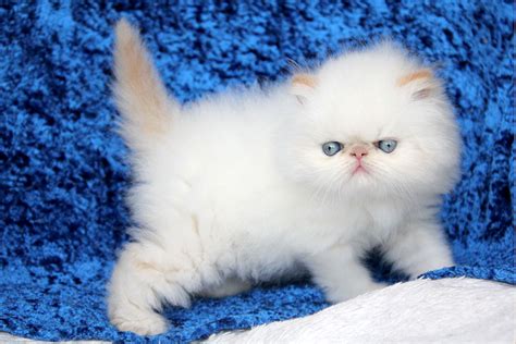 The chocolate point will have pink paw pads, whereas the seal point will have dark brown paw pads. Persian kittens for sale CPC (ELH in CFA) - year 2017.