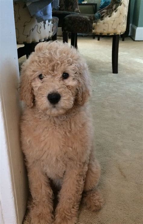 I really loved the third picture of the goldendoodle with the puppy haircut and its golden, curly fur and black nose. Pictures Of Teddy Bear Golden Doodle Cut - Wavy Haircut