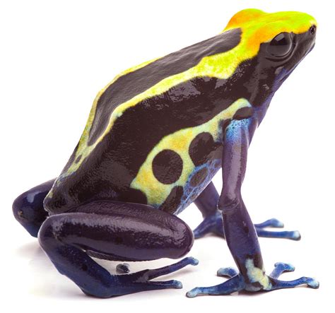 Poison Dart Frog 17 Photograph By Dirk Ercken Fine Art America