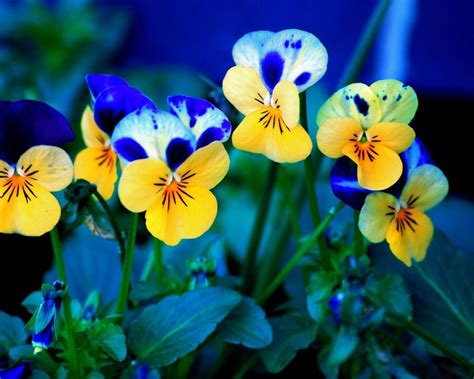 Beautiful Pansies Flowers Photography Desktop Wallpaper 1280x1024