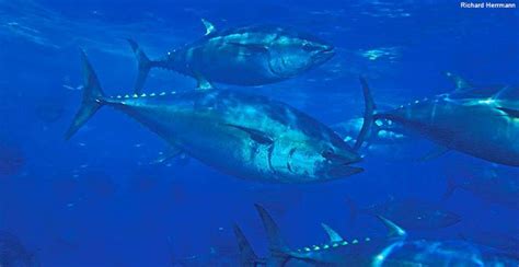 Overfishing Bluefin Tuna Bluefin Pacific