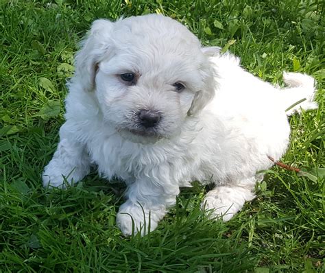The shih tzu is often referred to as a small lion. Shih Tzu Puppies For Sale | Barron, WI #299843 | Petzlover