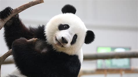 Meet Giant Panda Meng Lan And Dian Dian In Beijing熊猫图集熊猫频道