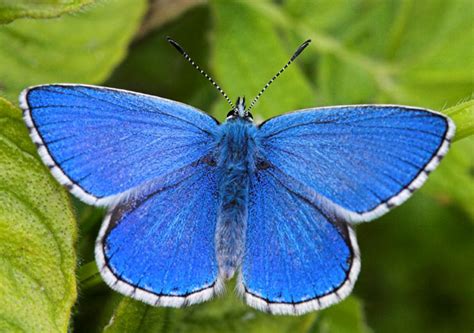 The earliest discovered fossil moth dates to 200 million years ago. Adonis Blue