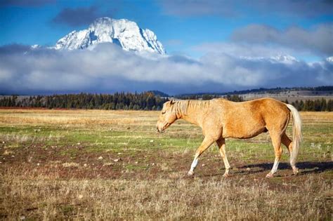 Premium Photo Grazing Horse In The Grand Teton National Park Wyoming Usa