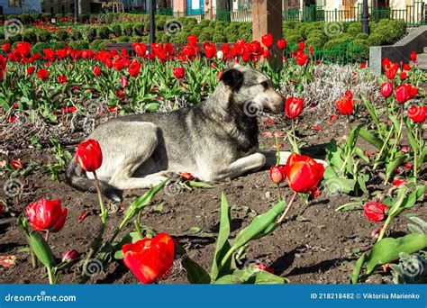 Un Chiot Sans Abri Renifle Une Fleur De Tulipe Dans Un Parterre De Fleurs Photo Stock Image Du
