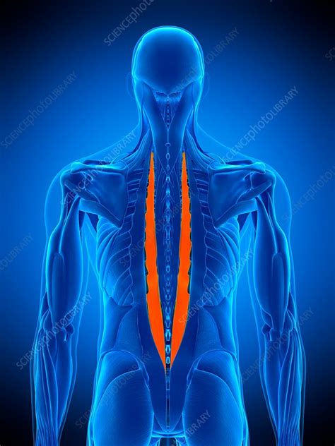 Back Muscles Illustration Stock Image F0169214 Science Photo