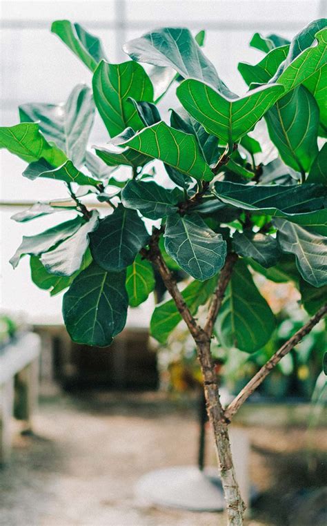 Fiddle leaf figs are very easy to care for and will provide years of enjoyment. Fiddle Leaf Fig - Caring For This Trendy Houseplant • The ...