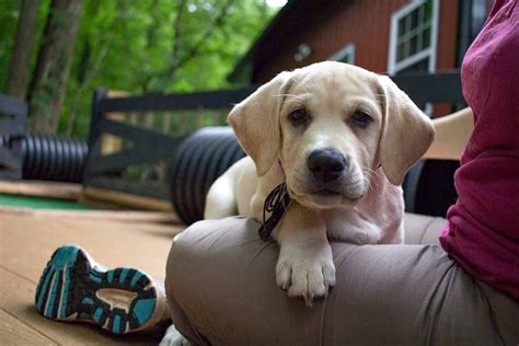 English Lab Puppies California