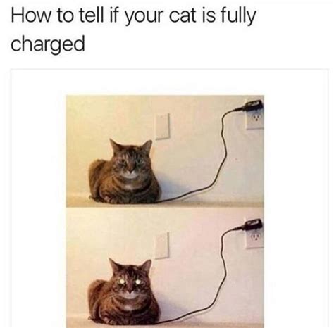 Fully Charged Cat Meme Of The Decade Lol Cat Memes Funny Cats