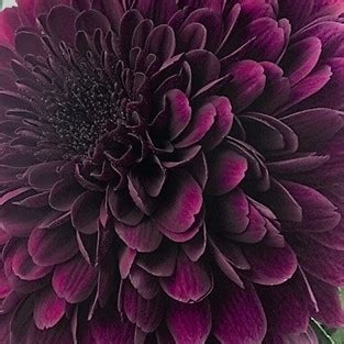 The official deep purple website with all the latest news, tour dates, media, official merchandise and more. Purple Disbud Cremone Mums | Florabundance Wholesale Flowers