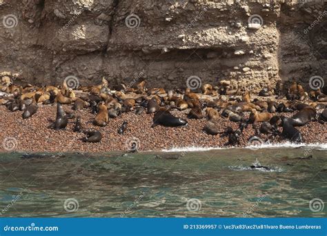 Colony Of Seals And Sea Lions Ballestas Islands Paracas Peru Stock