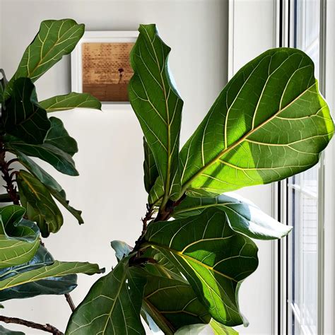 Fiddle Leaf Fig 5 Essential Tips To Care For Your Ficus Lyrata My