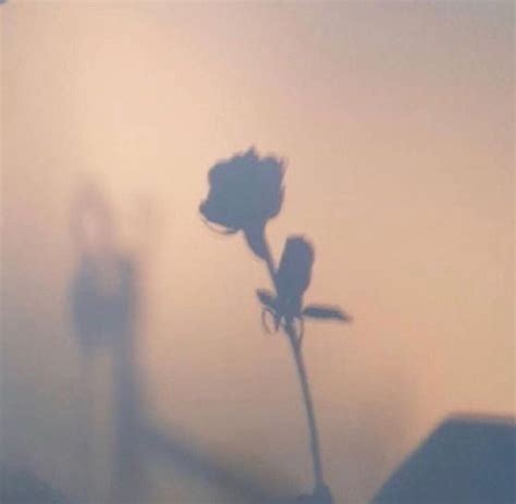 Pin By L On — Exhale Shadow Photography Aesthetic Roses Aesthetic
