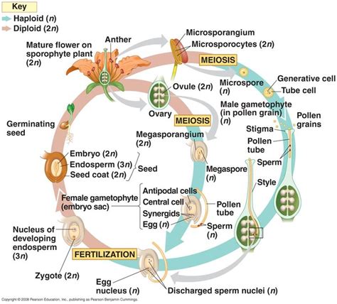 Angiosperm Life Cycle Life Cycles Biology Plants Biology Lessons
